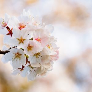 Prichelyn Habeck - Sakura Season