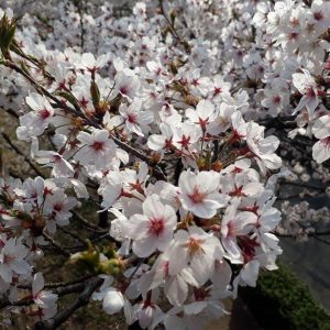 Richie Nacubuan - Beautiful Sakura