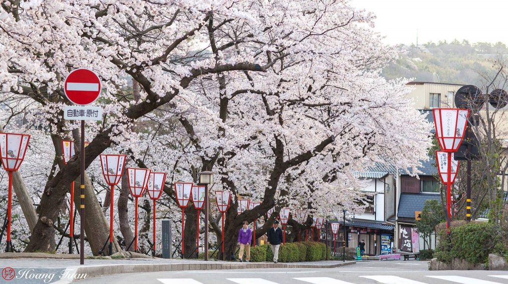 Hoang Anh Tuan - Sakura Blooming in front of Kanazawa Castle