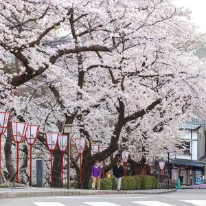 Hoang Anh Tuan - Sakura Blooming in front of Kanazawa Castle