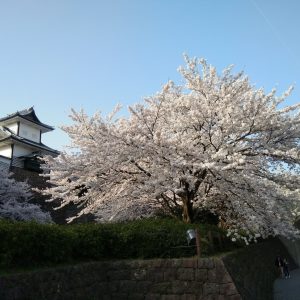 Sup - Castle and Sakura