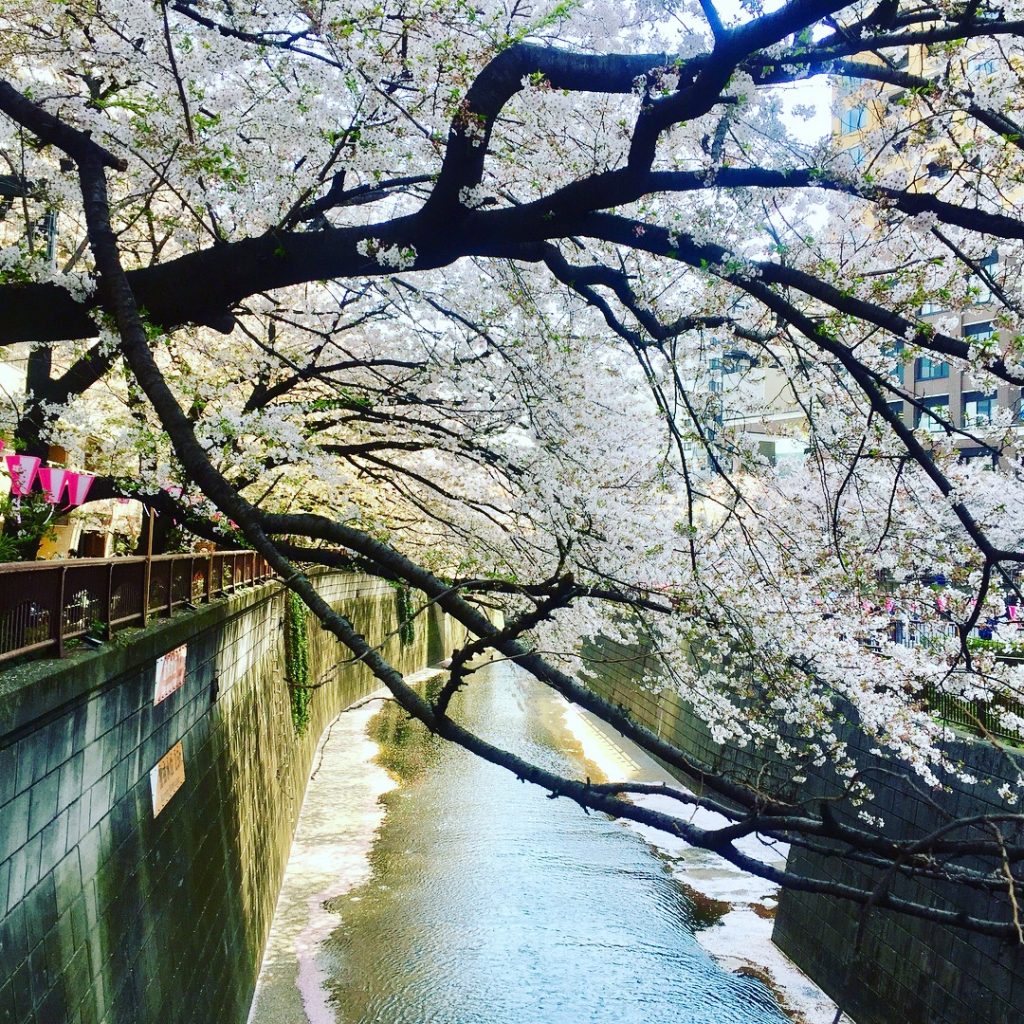 Jennifer Menina - A river full of sakura