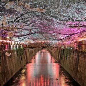 AwOiSoAk - Sakura Night