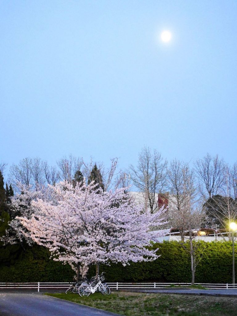 Chiang Tammy - Sakura under the full moon