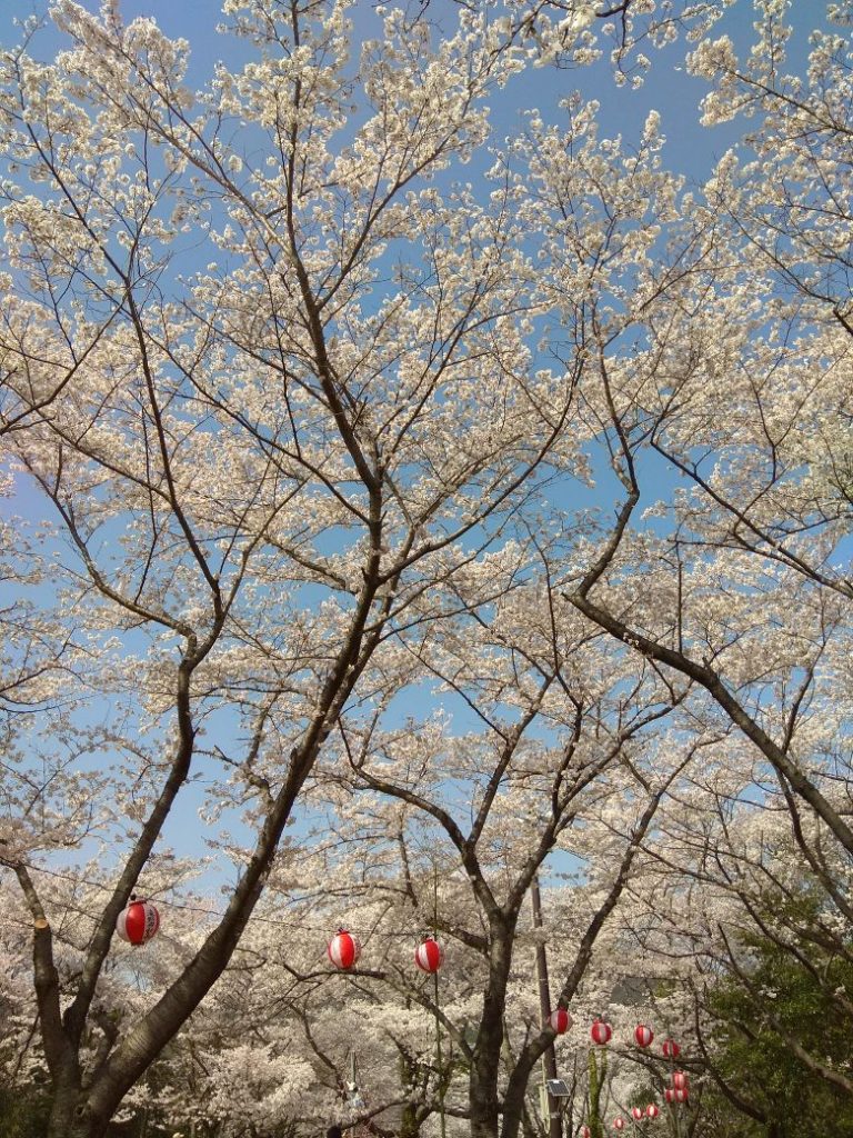 Shincy Joseph - "What a strange thing to be alive beneath cherry blossom" --Kobayashi Issa"