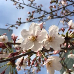 Lynn Uchida - Blossoms of Beauty Fairest Sakura
