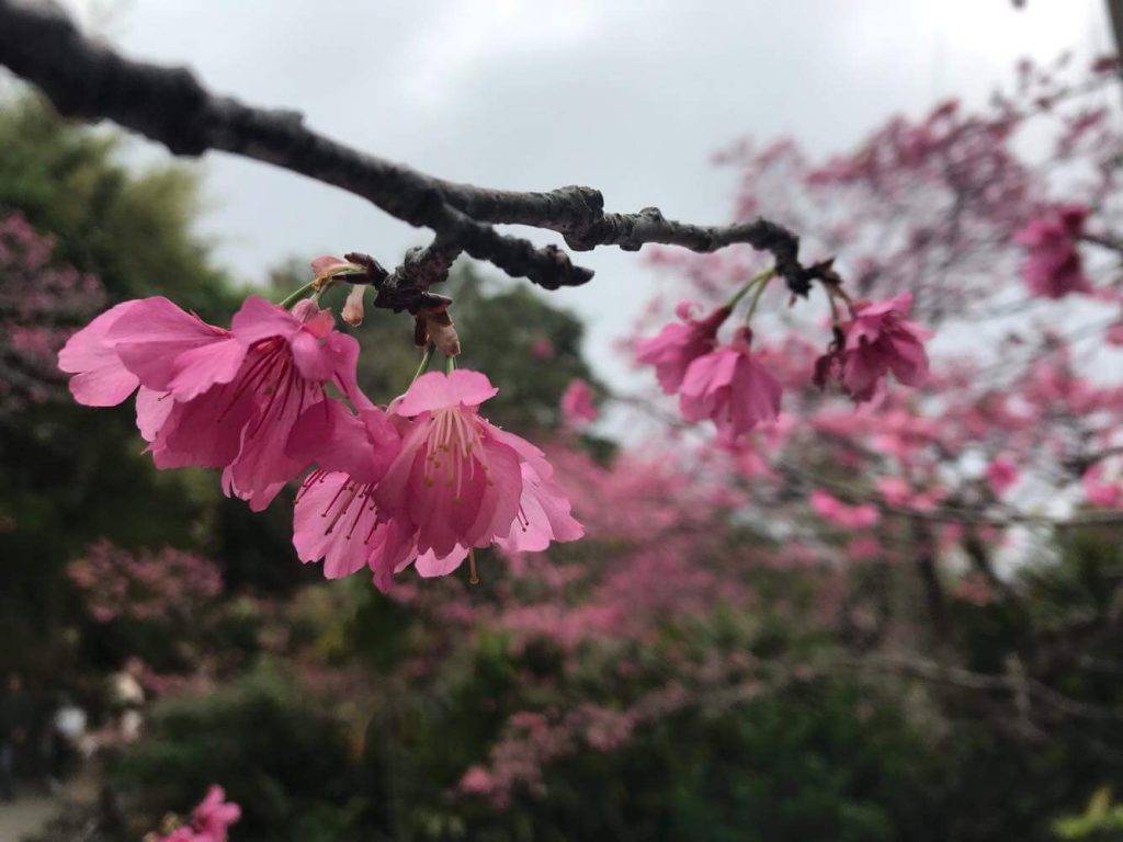 Toby Grae - Okinawa Sakura