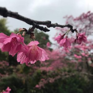 Toby Grae - Okinawa Sakura