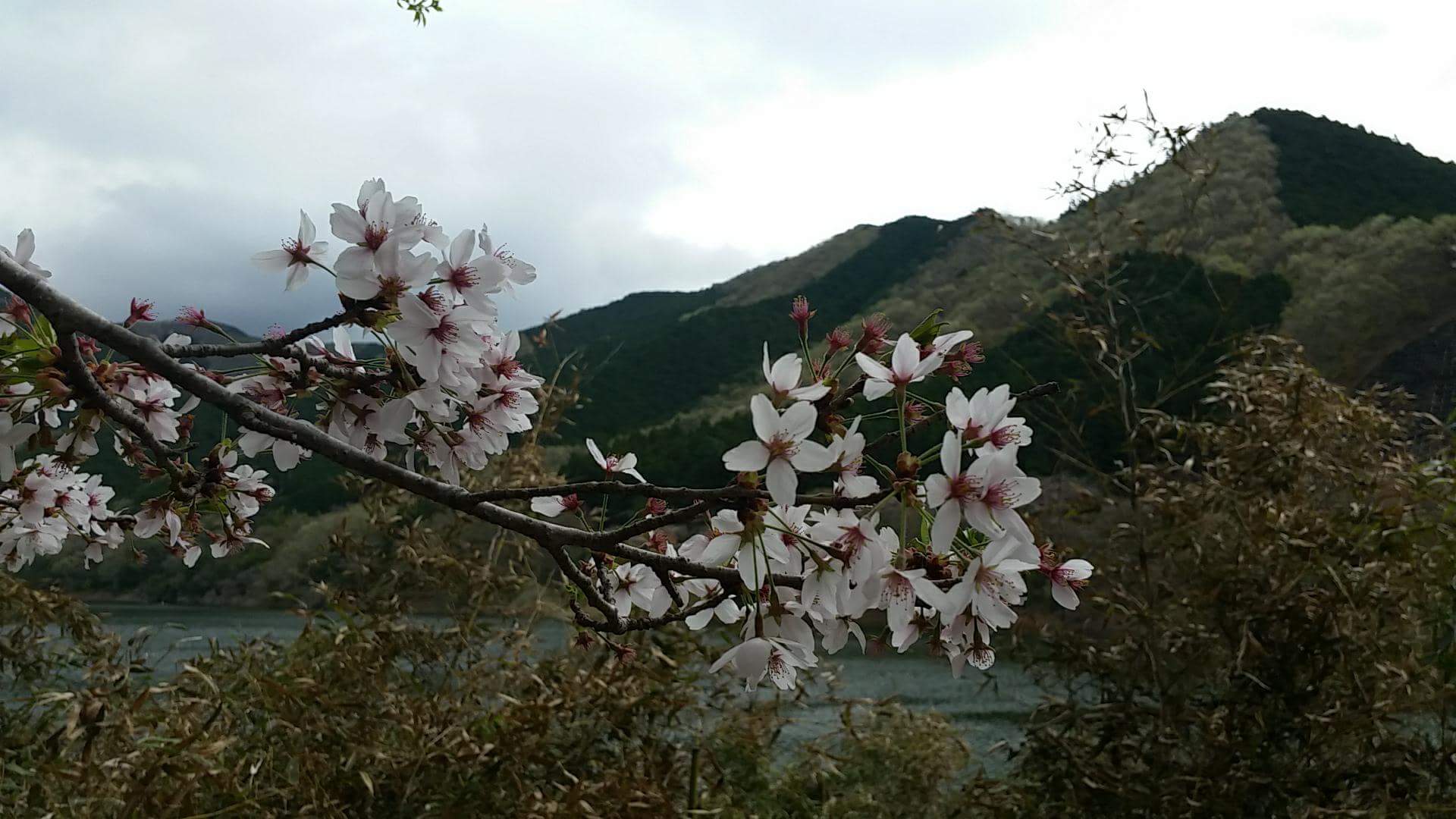 Sakura Kiryu