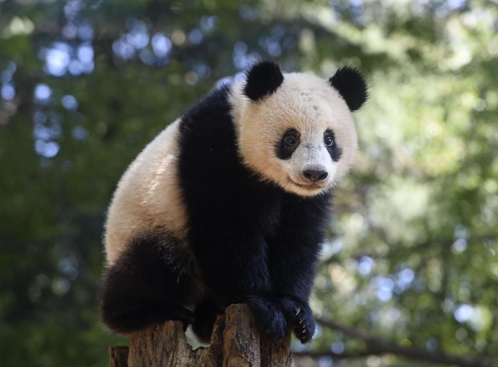 New Panda Cub Born In Japan Stands Witness To Friendship Between China And Japan Global Times