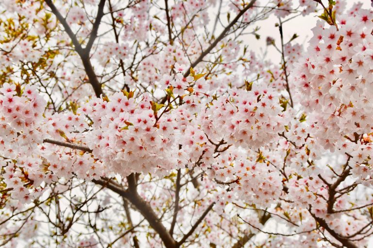 Linda Smedberg - Sakura rain