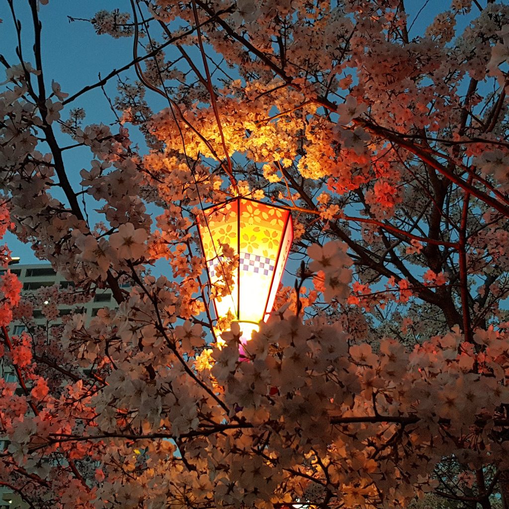 Anne Santos - Lantern in Cherry Blossoms
