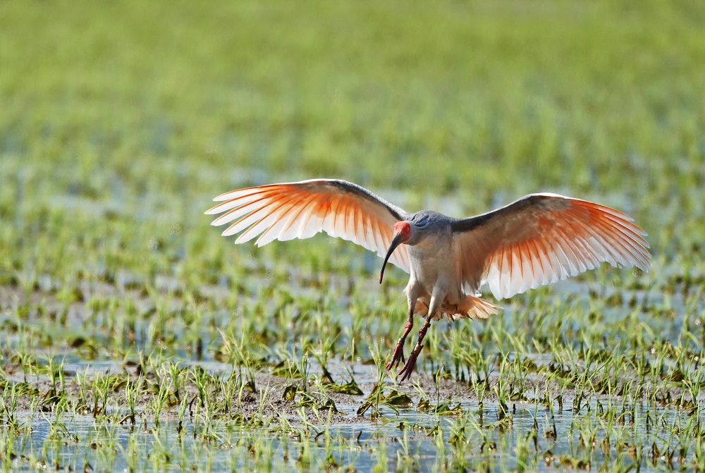 Are Japanese Crested Ibises Ready for the Next Stage in Breeding?