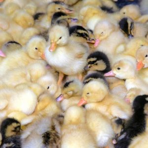 Japan Photo Journal: Baby ducks in Osaka Pref. ready to be shipped as  feathery farmers - The Mainichi