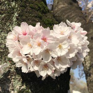 Lina Tomoyasu - I heart sakura