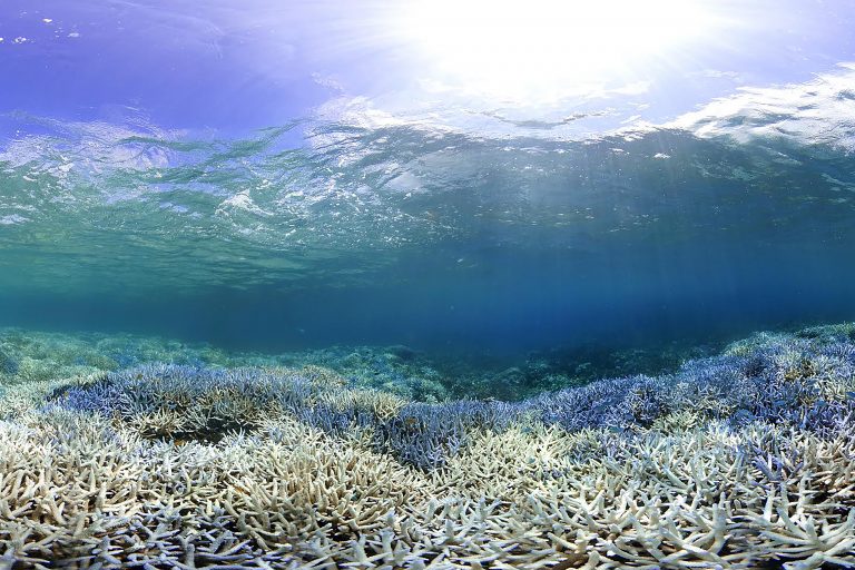 Coral Bleaching