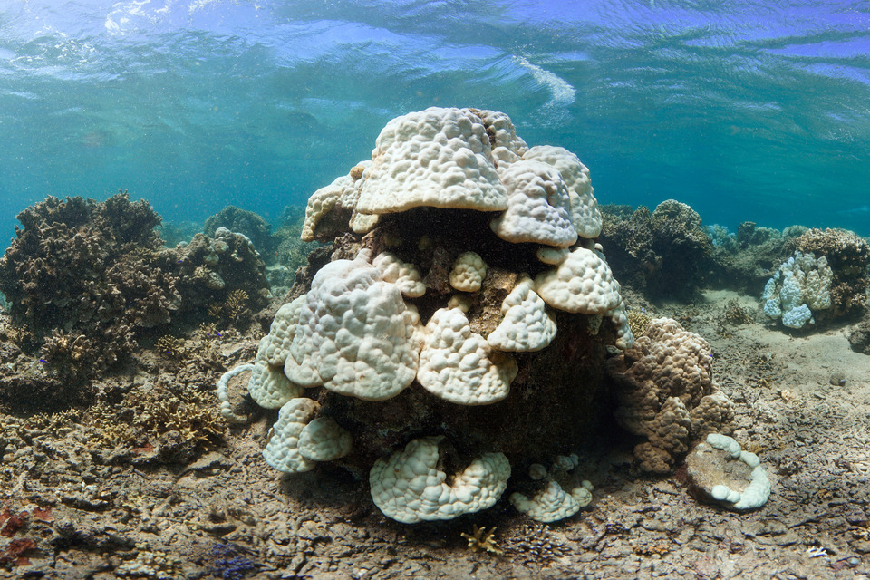 Paradise (Almost) Lost: Nearly 99% of Okinawa’s Coral Reef is Unhealthy