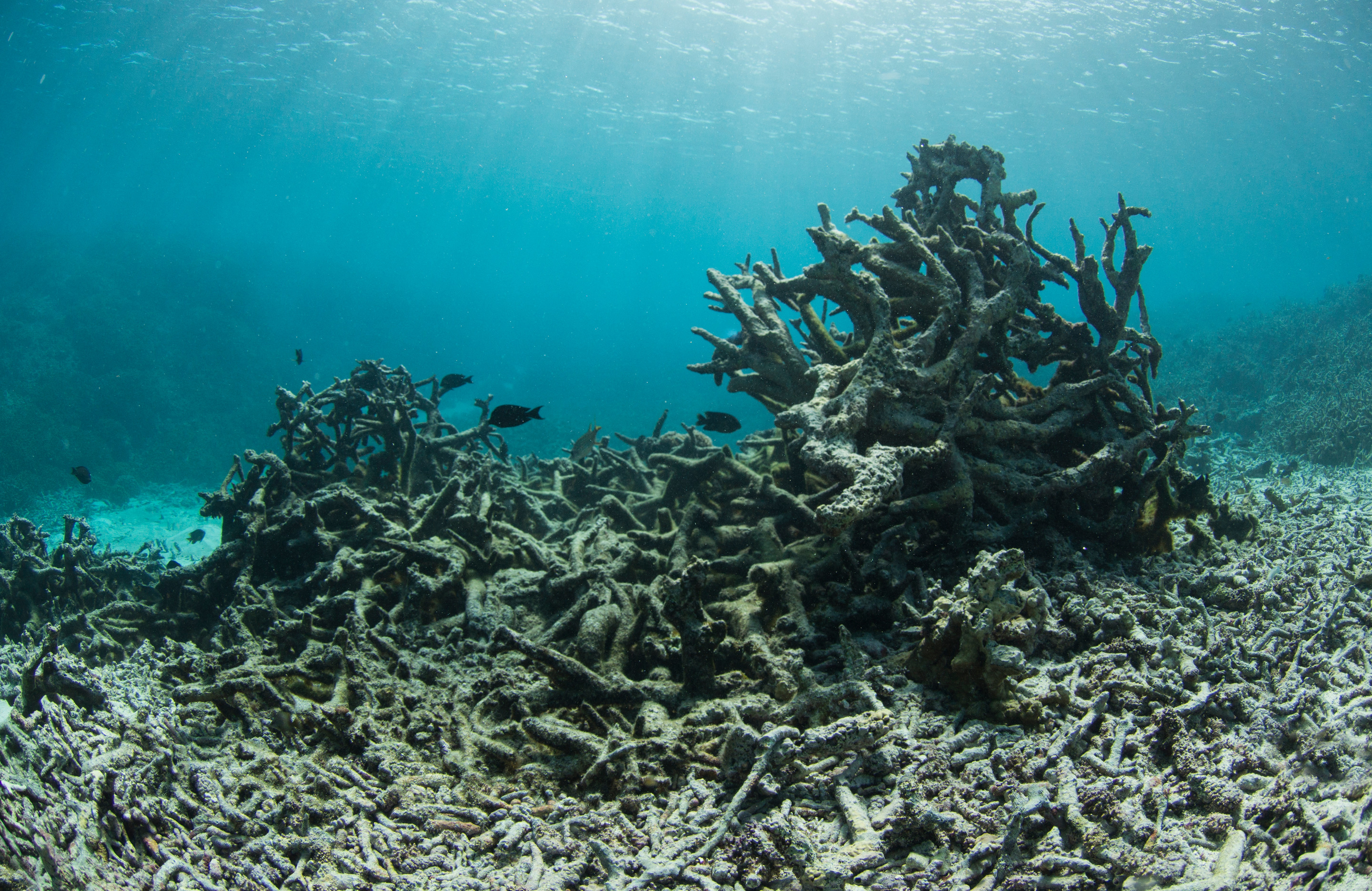 С участием живых организмов происходит мирового океана. Большой Барьерный риф кораллы. Водоросли большого барьерного рифа. Коралловые рифы вымирание. Большой Барьерный риф вымирает.