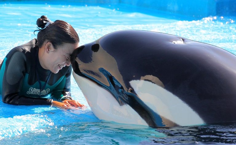 Killer Whales Bond with These Clever Creatures at Kamogawa Sea World July 14