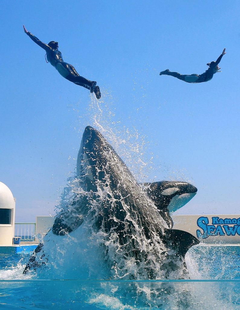 Killer Whales: Bond with These Clever Creatures at Kamogawa Sea World