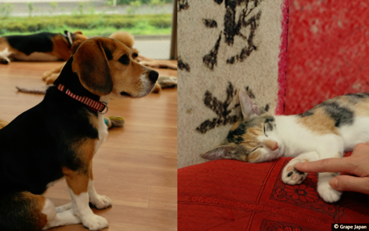 Cats and Dogs Cafe: Tokyo Oshiage