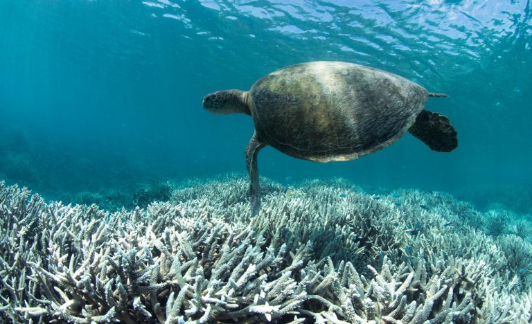 Paradise (Almost) Lost: Nearly 99% of Okinawa’s Coral Reef is Unhealthy