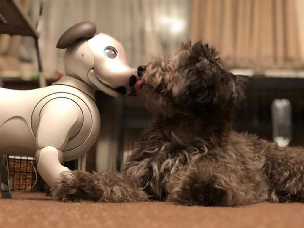 robot poodle