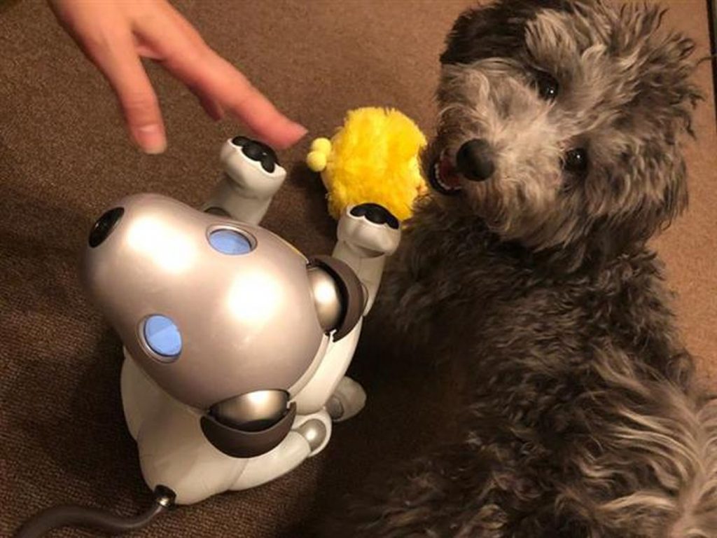 robot poodle