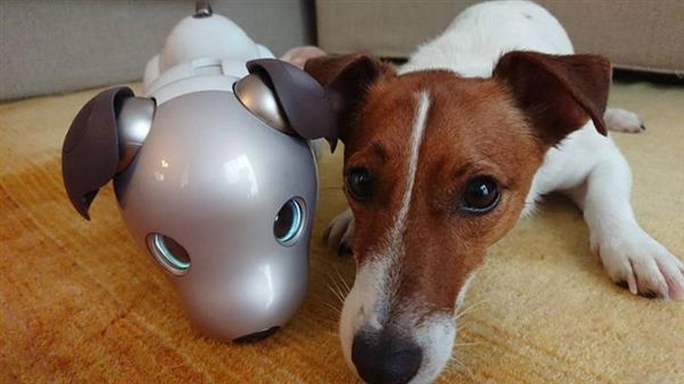 The dog experiment