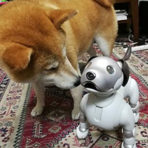 Sony Experiment Dogs and Robot ‘aibo’