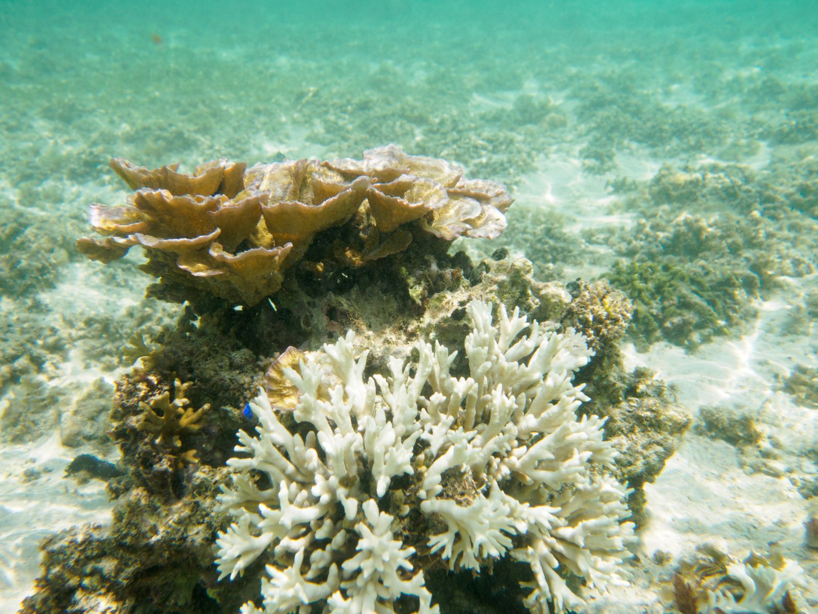 Can Stressed Corals Be Treated? Japanese University Team Says Yes ...