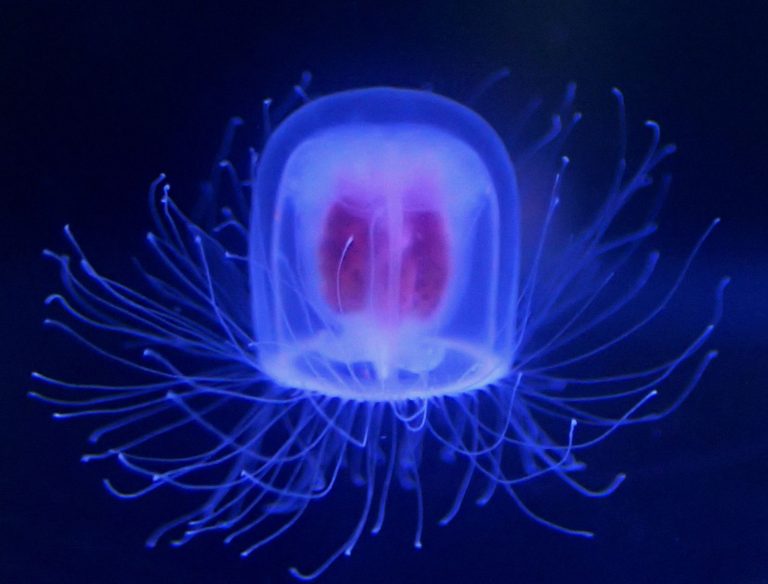 Japan Immortal Jellyfish Rejuvenates Itself Like Benjamin Button 001