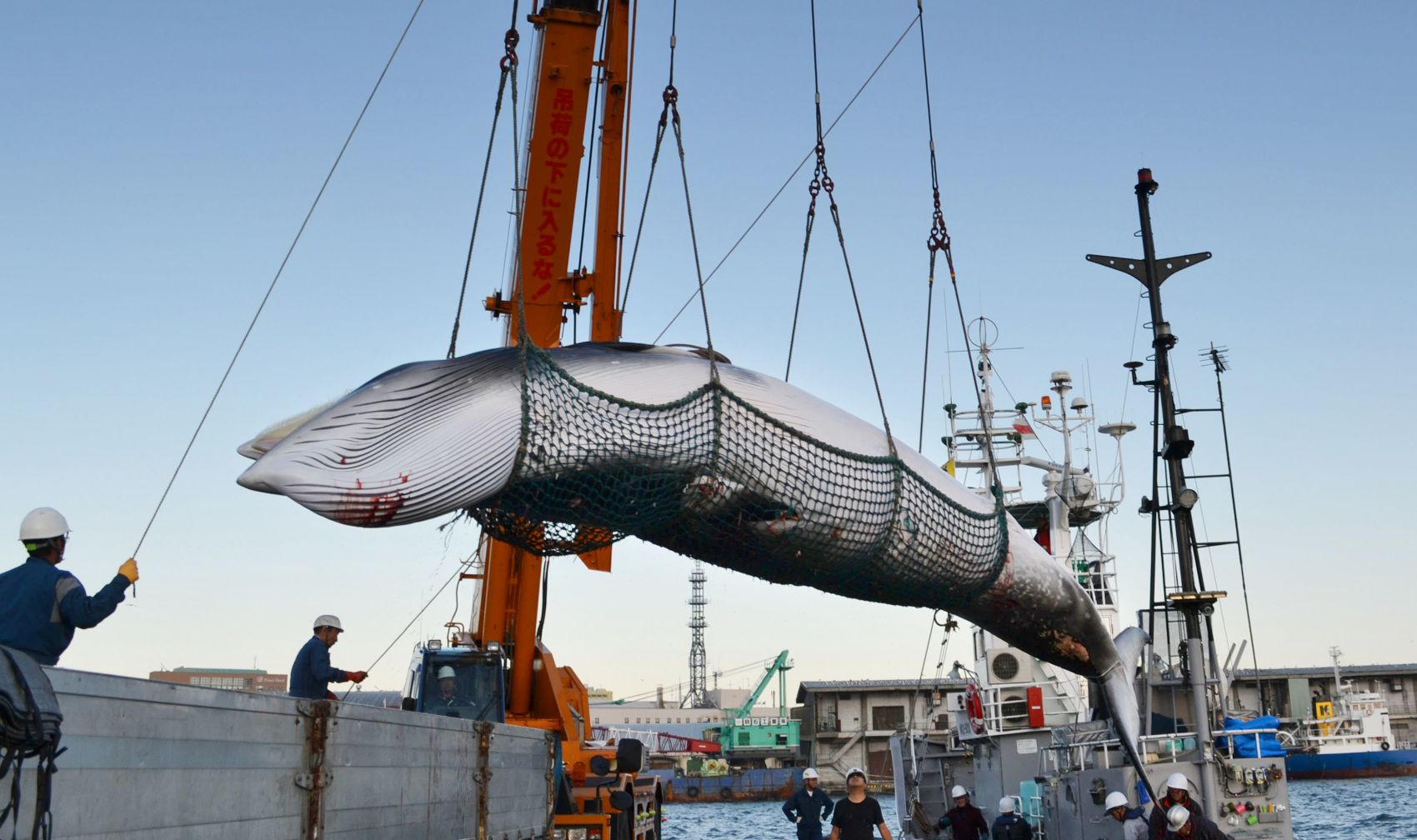 Whaling is Barbaric? Criticisms of Japan Are Without Scientific Basis