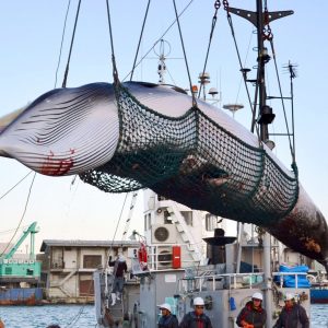 Japan Whaling 020