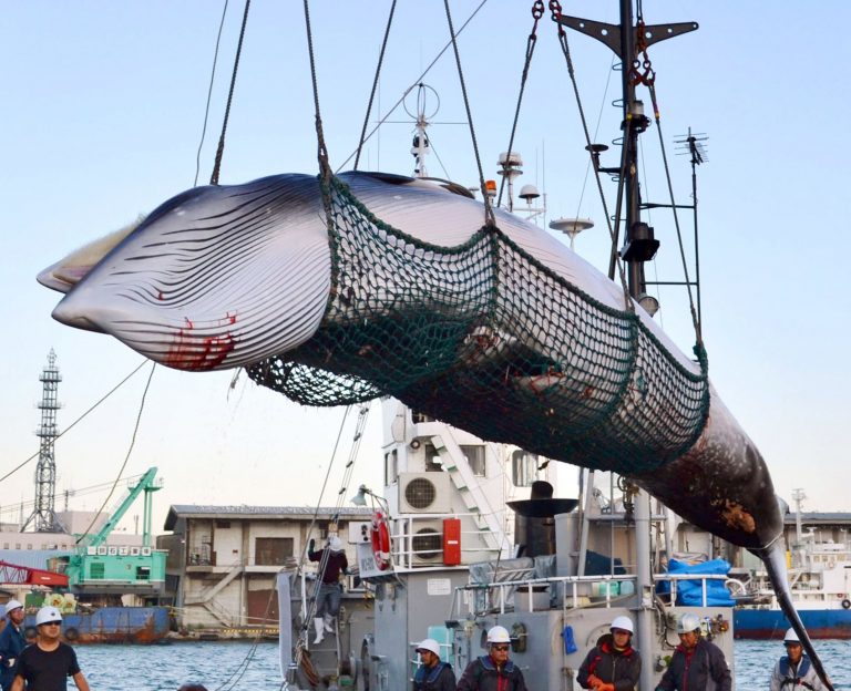 Japan Whaling 020