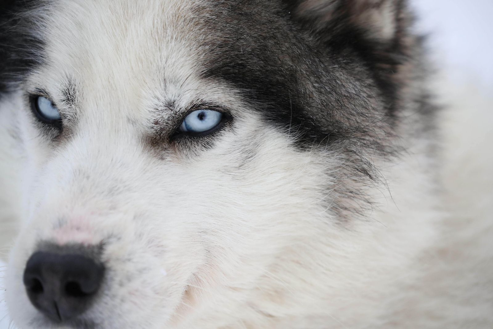 Hokkaido Sled Dogs Build Trust with Their Snow Tracks | JAPAN Forward