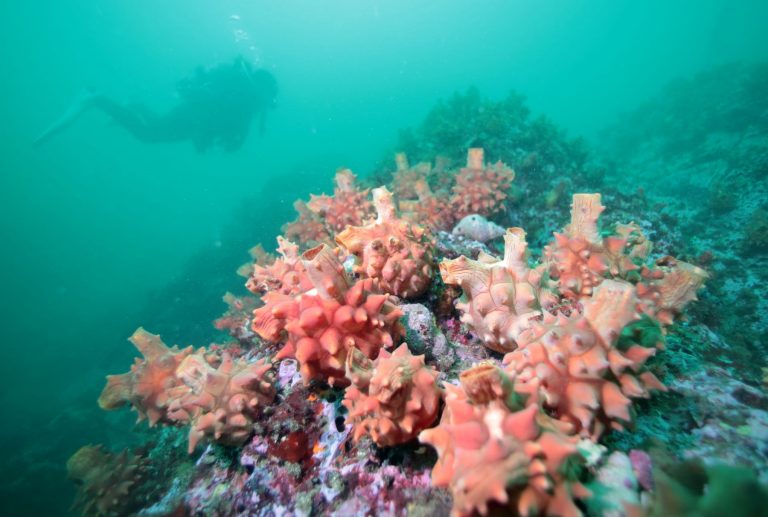 Flowers Stretching on Midwinter Sea Floor of Onagawa Japan