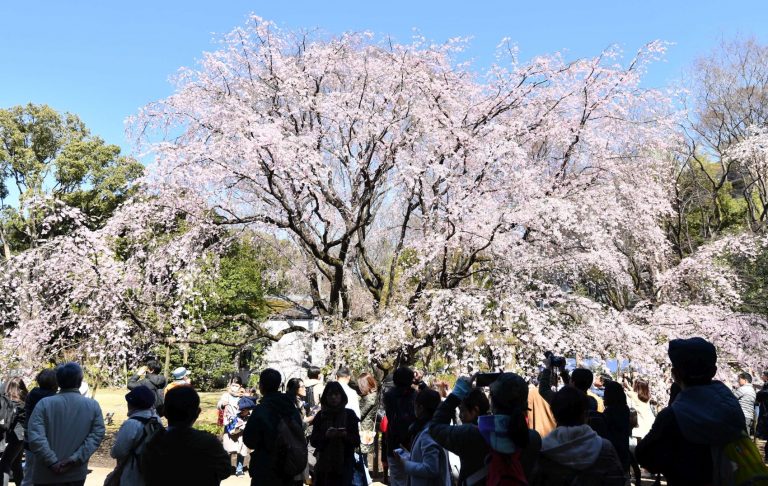 2019 Sakura Cherry Blossom in Japan