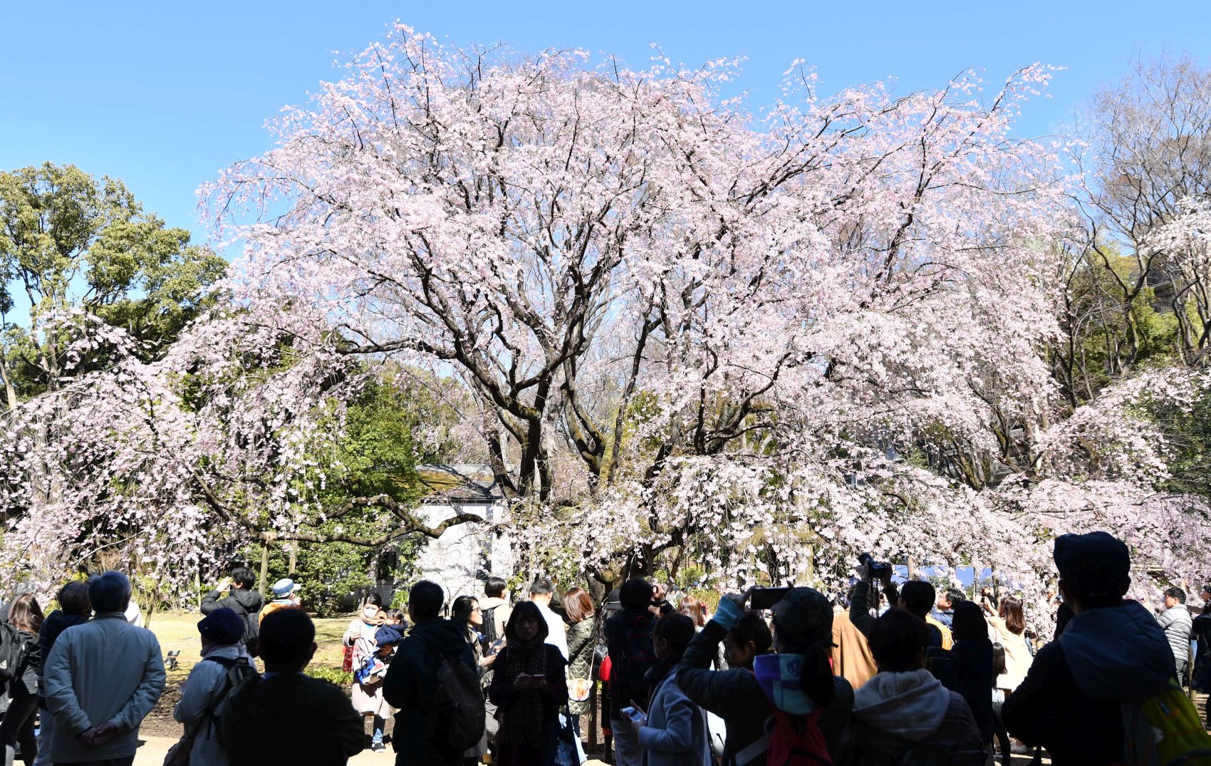 Cherry Blossom Season is Here!