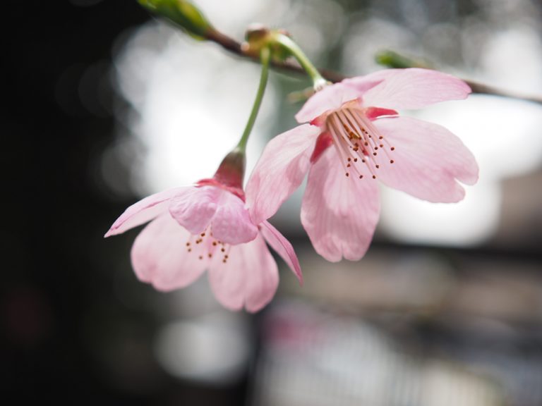 'Miyabi Sakura in my garden'