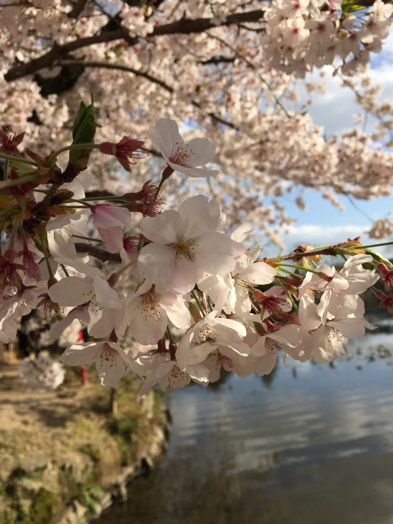 ‘Lovely cherry blossom’ 📷 by Erandi Inoka