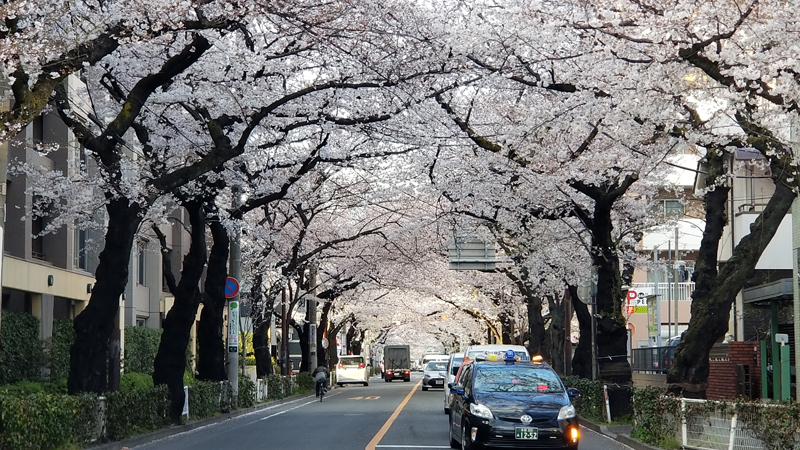 ‘Just another sakura-lined street in Tokyo’