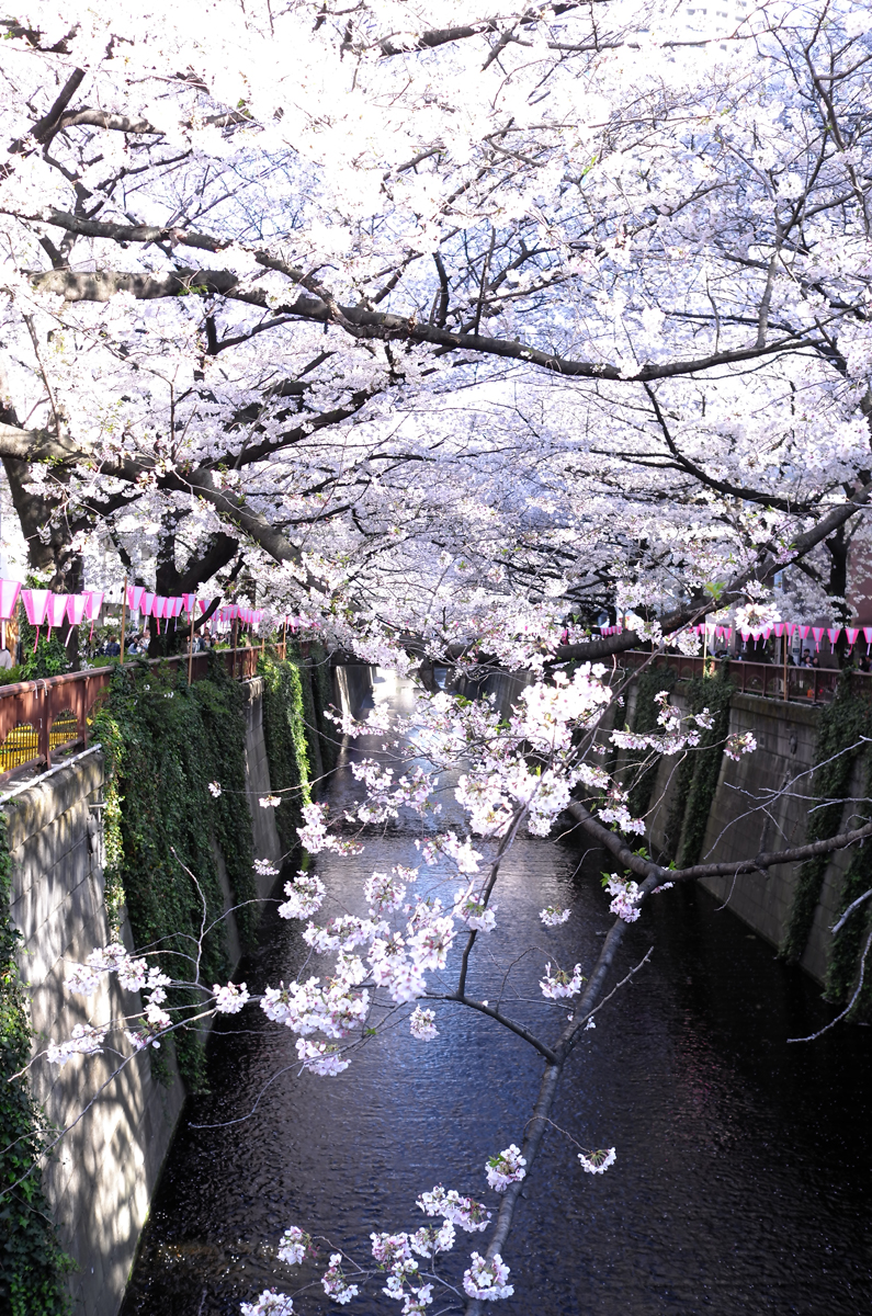 ‘At my favorite cherry blossoms spot ,Nakameguro, Tokyo’