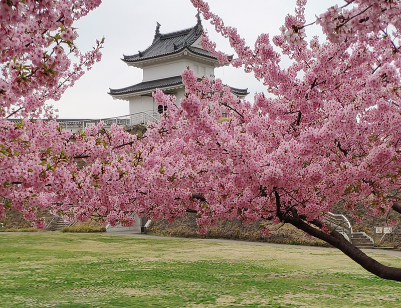 ‘Sakura and Castle’