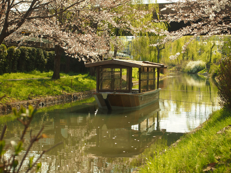 ‘A boat and a half bloom cherry blossoms’