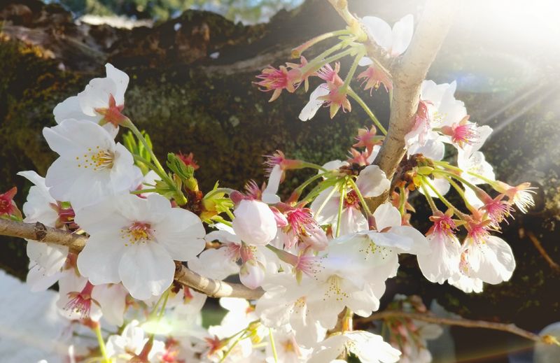 ‘Sakura basking in Sunlight’