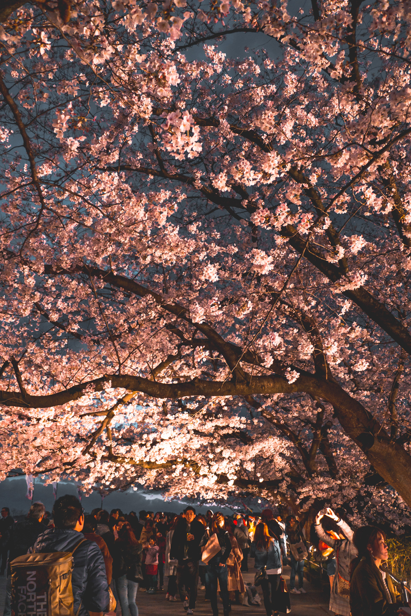 ‘The beauty of sakura unites people from all over the world’
