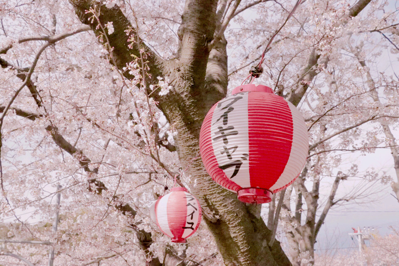 ‘the beauty of sakura’