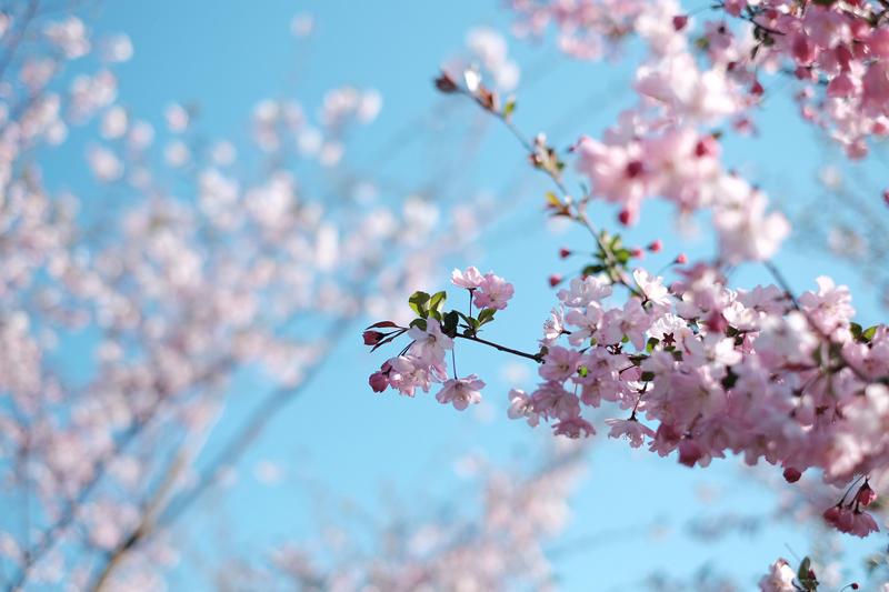 ‘Sakura’