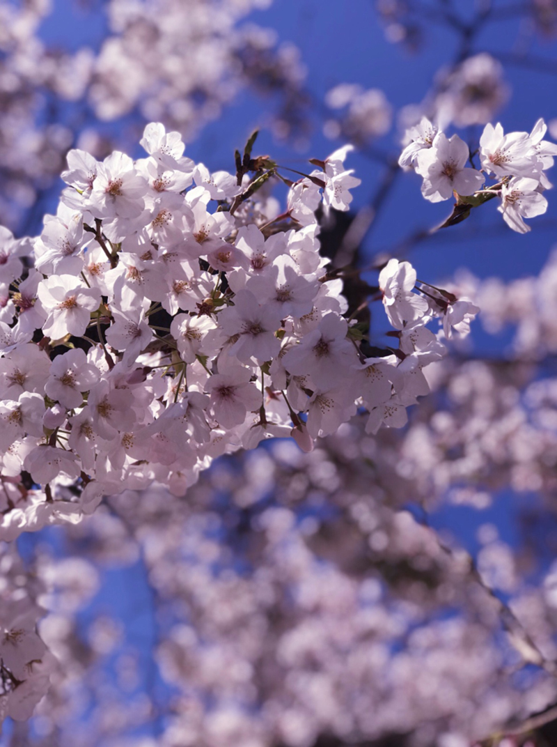 ‘Cherry Blossoms In The Wind’